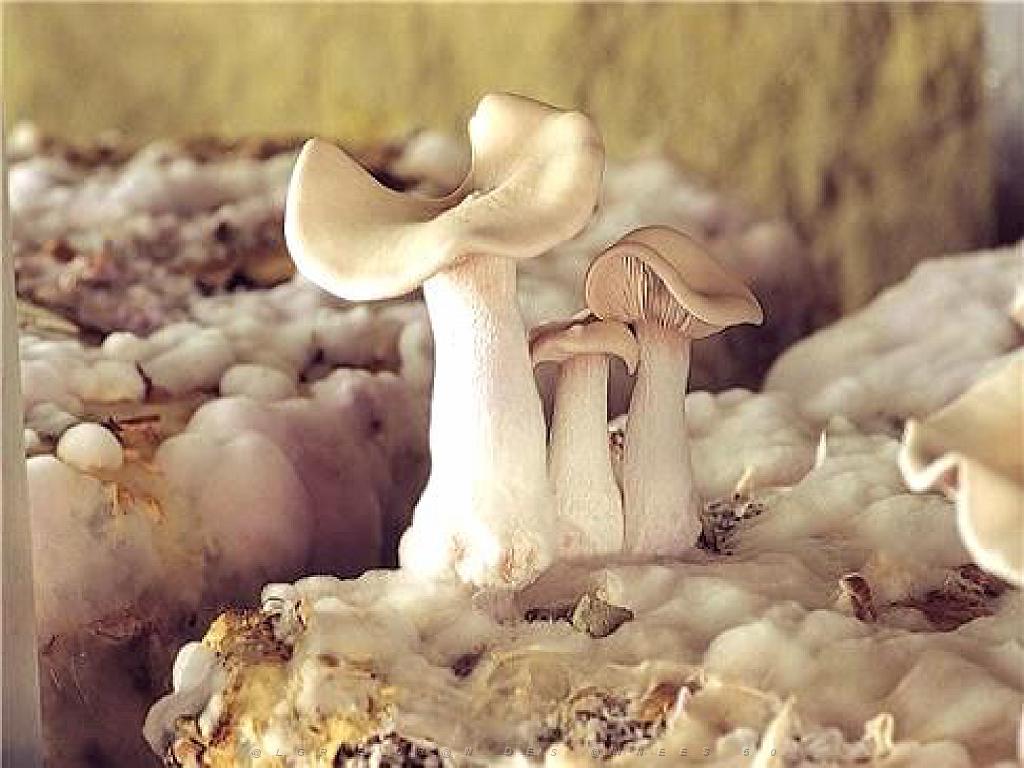 149 MUSEE DU CHAMPIGNON A  SAUMUR 2016 2_000003.jpg